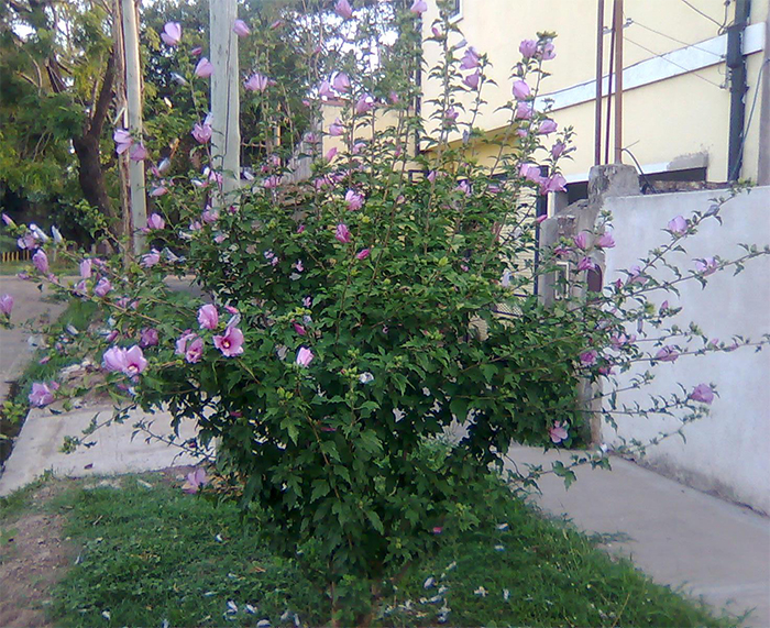 170208_Rose of Sharon1_in.jpg